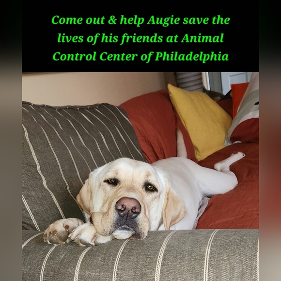 Augie & Bridget's March Mission Fundraiser Flyer - Picture 11 of 11